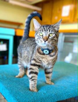 Domestic Short Hair Cats Available for Adoption in Effingham, Illinois - Rickki Tickki Tabby | PetCurious
