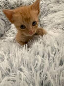 Maverick -  Tabby Cat for Adoption in Paulina, Louisiana - Maverick | PetCurious