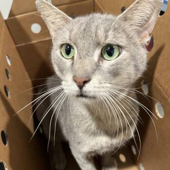 Paul -  Domestic Short Hair Cat for Adoption in Tampa, Florida - Paul | PetCurious