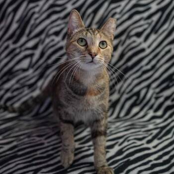 Domestic Short Hair Cats Available for Adoption in Wheaton, Illinois - Ahoy Millie | PetCurious