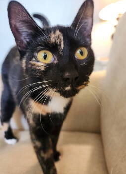 Rescue Tortoiseshell Cats for Adoption in Ball Ground, Georgia - Minnie | PetCurious