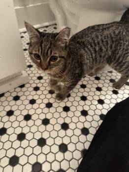 Skippy -  Domestic Short Hair Cat for Adoption in Augusta, Georgia - Skippy | PetCurious