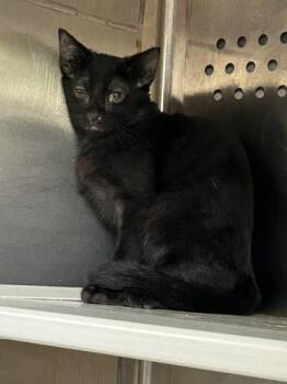 Pomelo -  Domestic Short Hair Cat for Adoption in Kansas City, Missouri - Pomelo | PetCurious