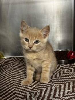 Yulian -  Domestic Short Hair Cat for Adoption in Roseville, California - Yulian | PetCurious