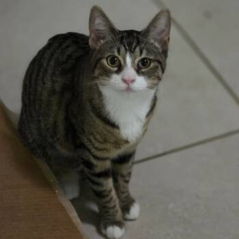 Rescue Domestic Short Hair Cats for Adoption in Jupiter, Florida - Missy | PetCurious