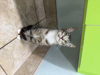 Tabby Cats Available for Adoption in Gainesville, Florida - Skippy | PetCurious