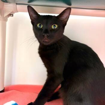 Hocus -  Domestic Short Hair Cat for Adoption in Woodinville, Washington - Hocus | PetCurious