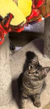 Lulu -  Domestic Medium Hair Cat for Adoption - Lulu | PetCurious