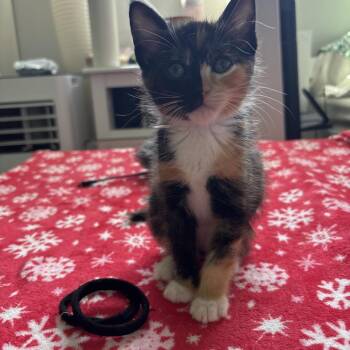 Domestic Short Hair Cats Available for Adoption in Westminster, California - Ninja Foodi | PetCurious