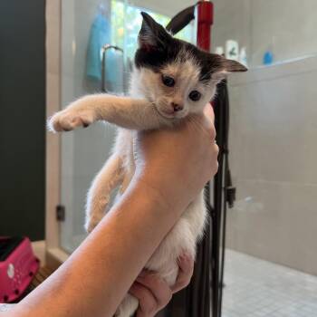 Domestic Short Hair Cats Available for Adoption in Charlotte, North Carolina - Moana (Hawaiian Kittens) | PetCurious