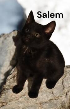 Salem -  Domestic Short Hair Cat Available for Adoption in Weems, Virginia - Salem | PetCurious