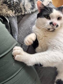 Domestic Short Hair Cats Available for Adoption in Calgary, Alberta - Arthur | PetCurious
