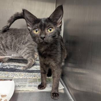 Ruby -  Domestic Short Hair Cat for Adoption in Springfield, Illinois - Ruby | PetCurious