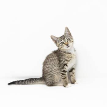 Tabby Cats Available for Adoption in Trophy Club, Texas - Violet | PetCurious