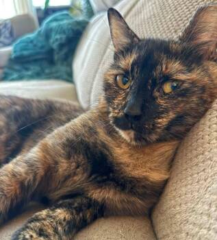 Maple Burk - ADORABLE TORTIE -  Domestic Short Hair Cat for Adoption in Stowe, Pennsylvania - Maple Burk - ADORABLE TORTIE | PetCurious
