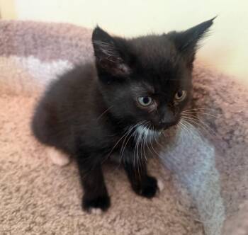 Domestic Short Hair Cats Available for Adoption in Hendersonville, Tennessee - Major - Cuddly & Playful | PetCurious