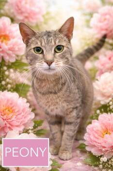 Tabby Cats Available for Adoption - Peony (FCID# 03/11/2026 - Trainer) | PetCurious