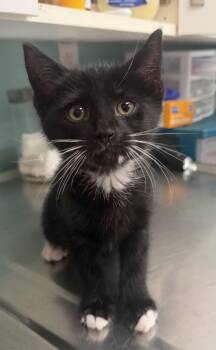 Edward -  Domestic Short Hair Cat Available for Adoption in Hudson, New York - Edward | PetCurious