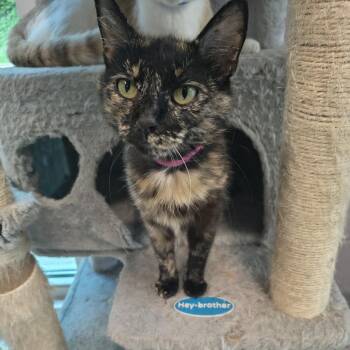 Destiny -  Domestic Short Hair Cat for Adoption in Knoxville, Tennessee - Destiny | PetCurious