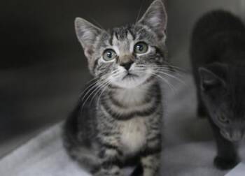Chatty Cathy -  Domestic Short Hair Cat for Adoption in Brunswick, Georgia - Chatty Cathy | PetCurious