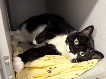 Louise -  Domestic Short Hair Cat for Adoption in New York, New York - Louise | PetCurious
