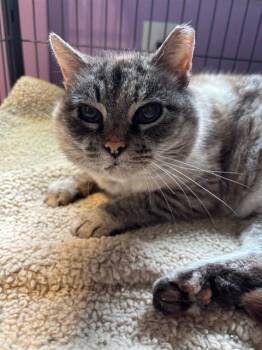 Domestic Short Hair Cats Available for Adoption - PERIWINKLE | PetCurious