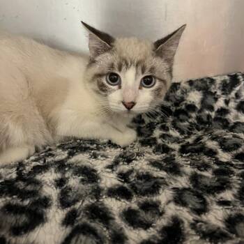 Mazie -  Domestic Short Hair Cat for Adoption in Sonoma, California - Mazie | PetCurious
