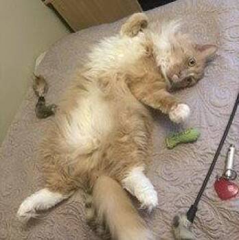 Carrot -  Domestic Long Hair Cat for Adoption in Richmond Hill, Ontario - Carrot | PetCurious