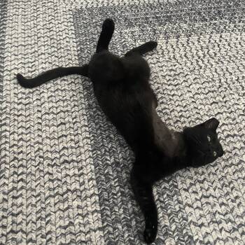 Coleslaw -  Domestic Short Hair Cat for Adoption in Philadelphia, Pennsylvania - Coleslaw | PetCurious
