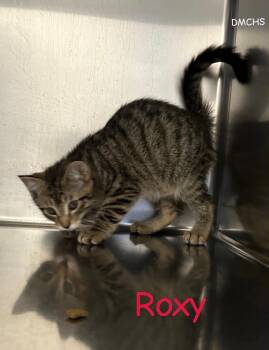 Roxy -  Domestic Short Hair Cat for Adoption in Burlington, Iowa - Roxy | PetCurious
