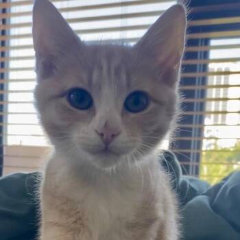 Cabecou -  Domestic Short Hair Cat for Adoption in Richmond, Virginia - Cabecou | PetCurious