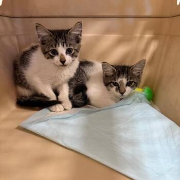 Marinette -  Domestic Short Hair Cat for Adoption in West Palm Beach, Florida - Marinette | PetCurious