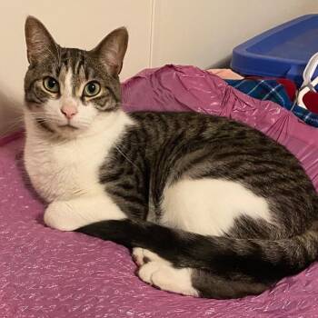 Louie -  Domestic Short Hair Cat for Adoption in Goshen, Indiana - Louie | PetCurious
