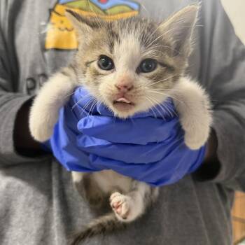 McSteamy -  Domestic Short Hair Cat for Adoption in Johnson City, Tennessee - McSteamy | PetCurious