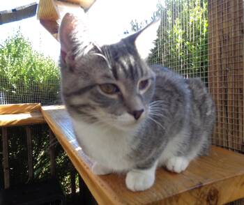 PATCH -  Tiger Cat for Adoption in Delhi, New York - PATCH | PetCurious
