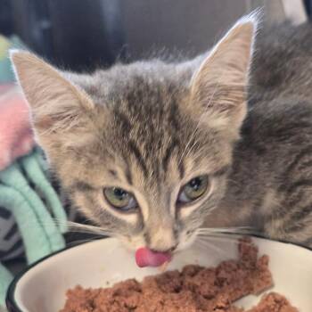 DeMarcus Jones -  Domestic Short Hair Cat for Adoption in Huntsville, Alabama - DeMarcus Jones | PetCurious
