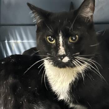 Jekyll -  Domestic Short Hair Cat for Adoption in Newark, New Jersey - Jekyll | PetCurious