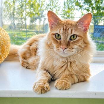 Michelangelo -  Domestic Medium Hair Cat for Adoption in Jamestown, North Dakota - Michelangelo | PetCurious