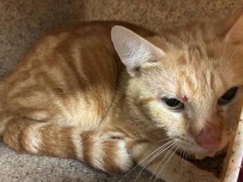 Liv (E28) -  Domestic Short Hair Cat for Adoption in Lafayette, Indiana - Liv (E28) | PetCurious