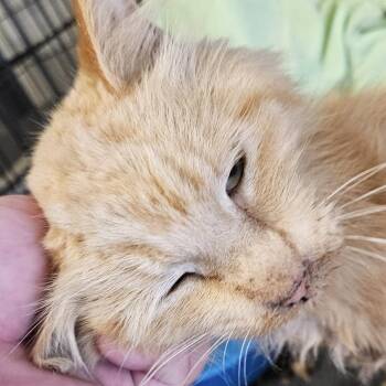 Mr. Gold -  Domestic Medium Hair Cat for Adoption in Midland, Texas - Mr. Gold | PetCurious