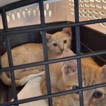 Honey -  Domestic Short Hair Cat for Adoption in West Palm Beach, Florida - Honey | PetCurious