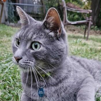 Rescue Domestic Short Hair Cats for Adoption in Montreal, Quebec - Nermal (needs A Sponsor) | PetCurious