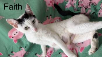 Domestic Short Hair Cats Available for Adoption in Hopkinton, Massachusetts - Faith | PetCurious