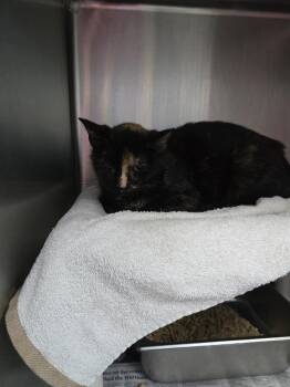 Belk -  Domestic Short Hair Cat Available for Adoption in Evansville, Indiana - Belk | PetCurious