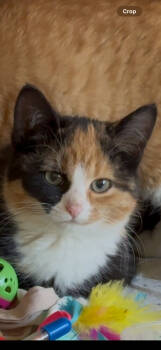 Rescue Domestic Medium Hair Cats for Adoption in Chicago, Illinois - Tater | PetCurious