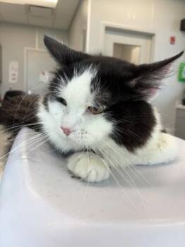 Sausage -  Domestic Long Hair and Domestic Short Hair Cat for Adoption in Lafayette, Indiana - Sausage | PetCurious