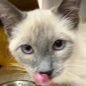 Bean -  Domestic Short Hair Cat for Adoption in Manhattan, Kansas - Bean | PetCurious