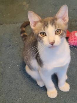 Rescue Domestic Short Hair Cats for Adoption in Dallas, Texas - Calvin Klein 2213 | PetCurious