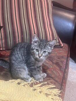 Elsie -  Domestic Short Hair Cat for Adoption in Mokena, Illinois - Elsie | PetCurious