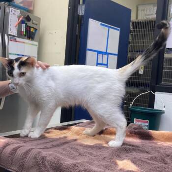 Maxene Andrews -  Domestic Short Hair Cat for Adoption in Galveston, Texas - Maxene Andrews | PetCurious